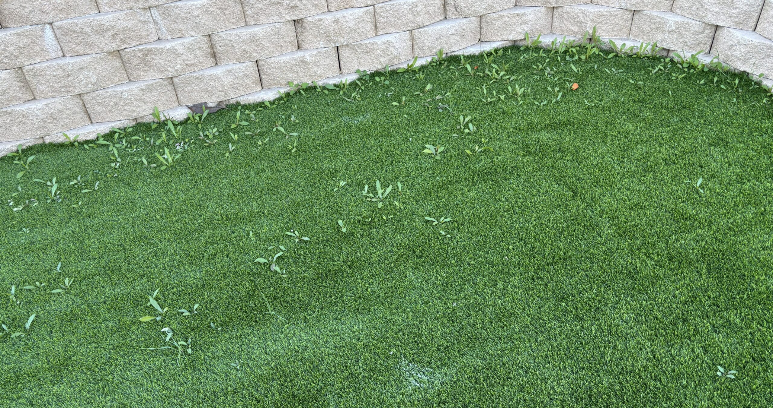 Artificial Grass Cleaning – Before Gallery, Inland Empire Artificial Grass Cleaning, & Repairs