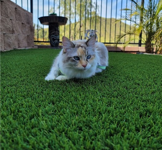Cat Turf – Tommy Santana in Lanke Elsinroe Inland Empire Artificial Grass Cleaning, Maintenance, & Repairs