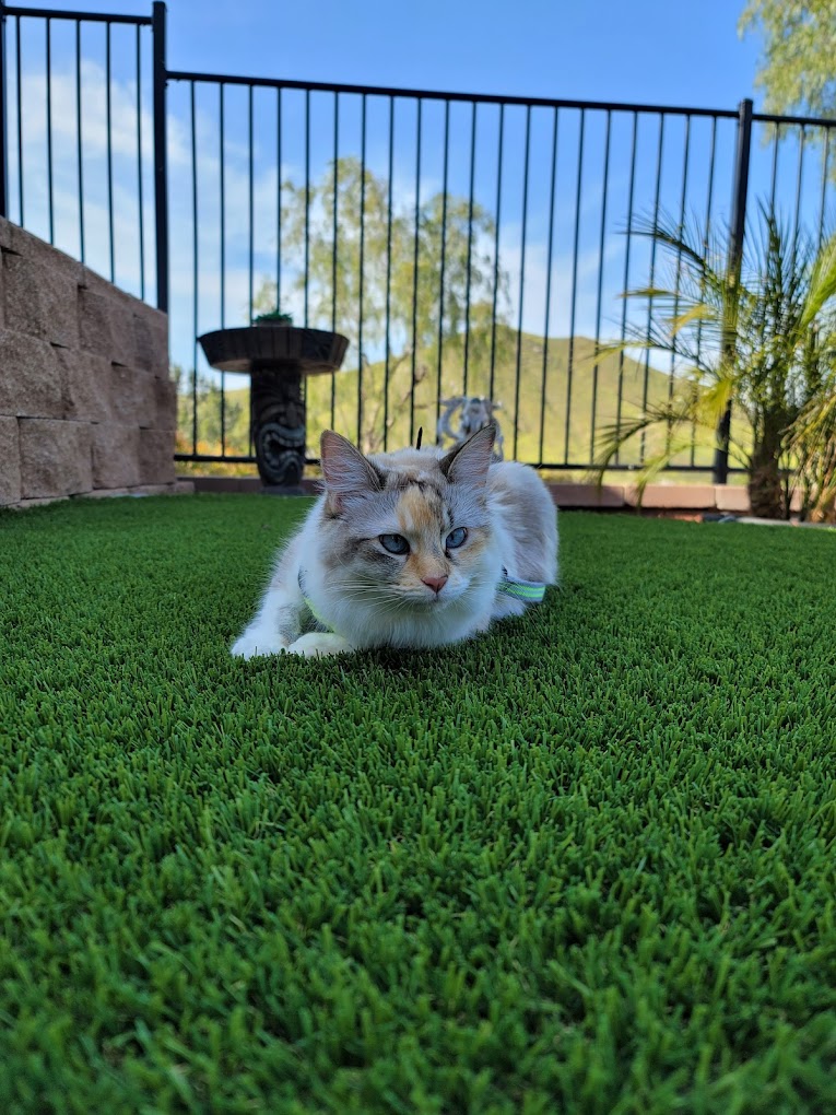 Pet Odor Treatment, Inland Empire Artificial Grass Cleaning