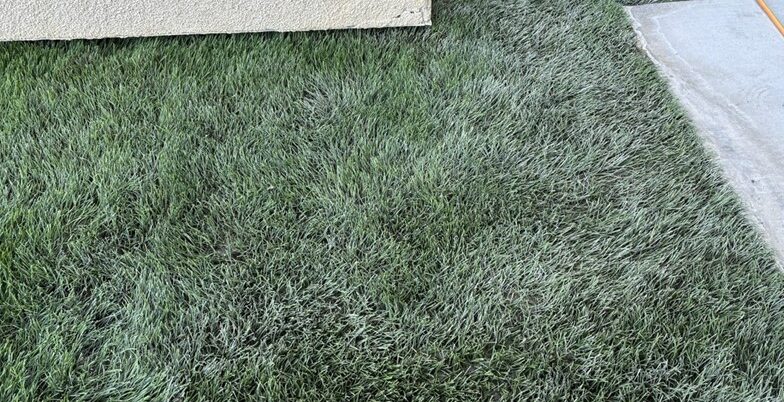 Deep Turf Cleaning , After Gallery, Inland Empire Artificial Grass Cleaning, & Repairs