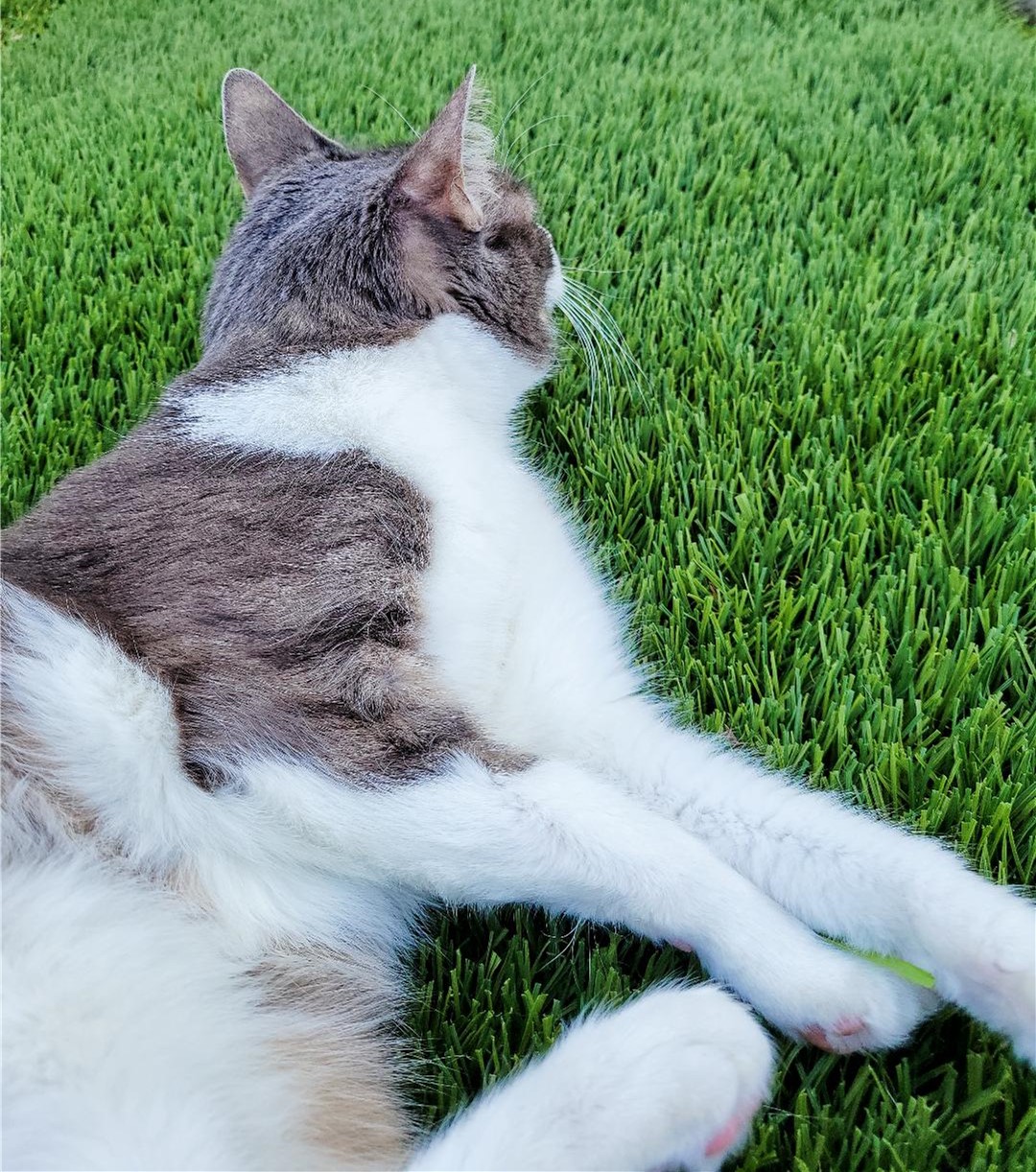 Pet Odor Treatment, Inland Empire Artificial Grass Cleaning