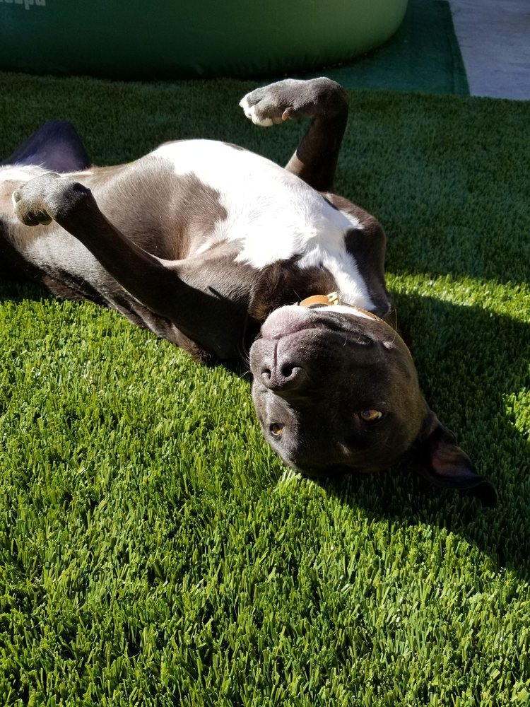 Pet Odor Treatment, Inland Empire Artificial Grass Cleaning