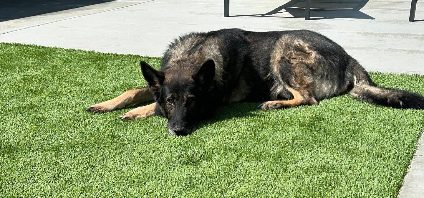 Artificial Grass Repairs, Inland Empire Artificial Grass Cleaning