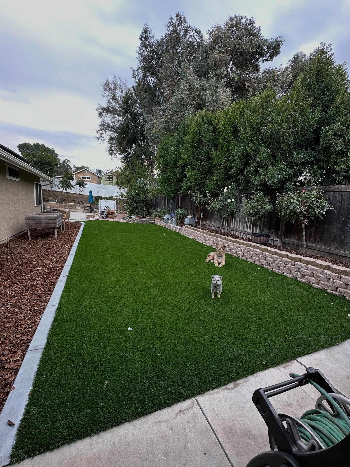 Turf Replacement in Yucaipa CA Artificial Grass Replacement, Inland Empire Artificial Turf Cleaning