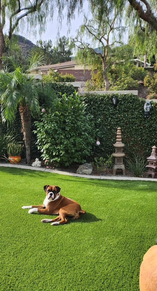 Tyson – Lety Cleaning Job Gallery, Inland Empire Artificial Grass Cleaning, & Repairs