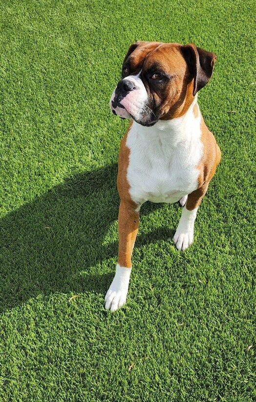 Tyson – Letys Cleaning Job Artificial Grass Repairs, Inland Empire Artificial Grass Cleaning